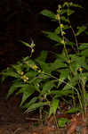 Wreath goldenrod